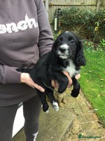 Cocker Spaniel dogs - Advert 7