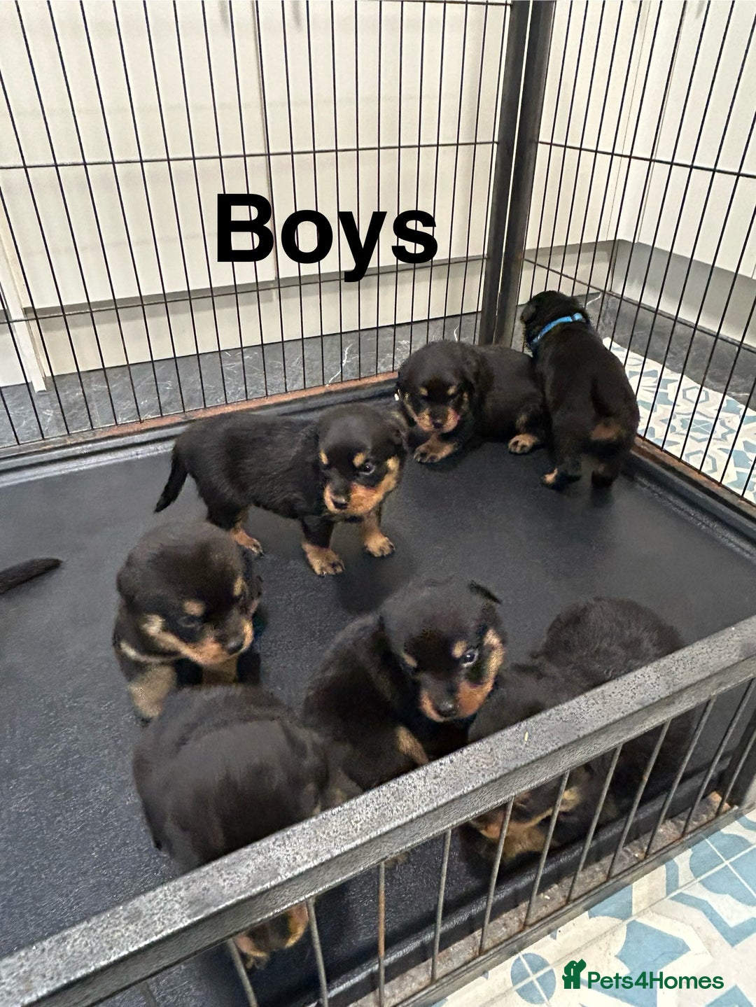 Rottweiler dogs for sale: Rottweiler puppies For sale  - Image 19