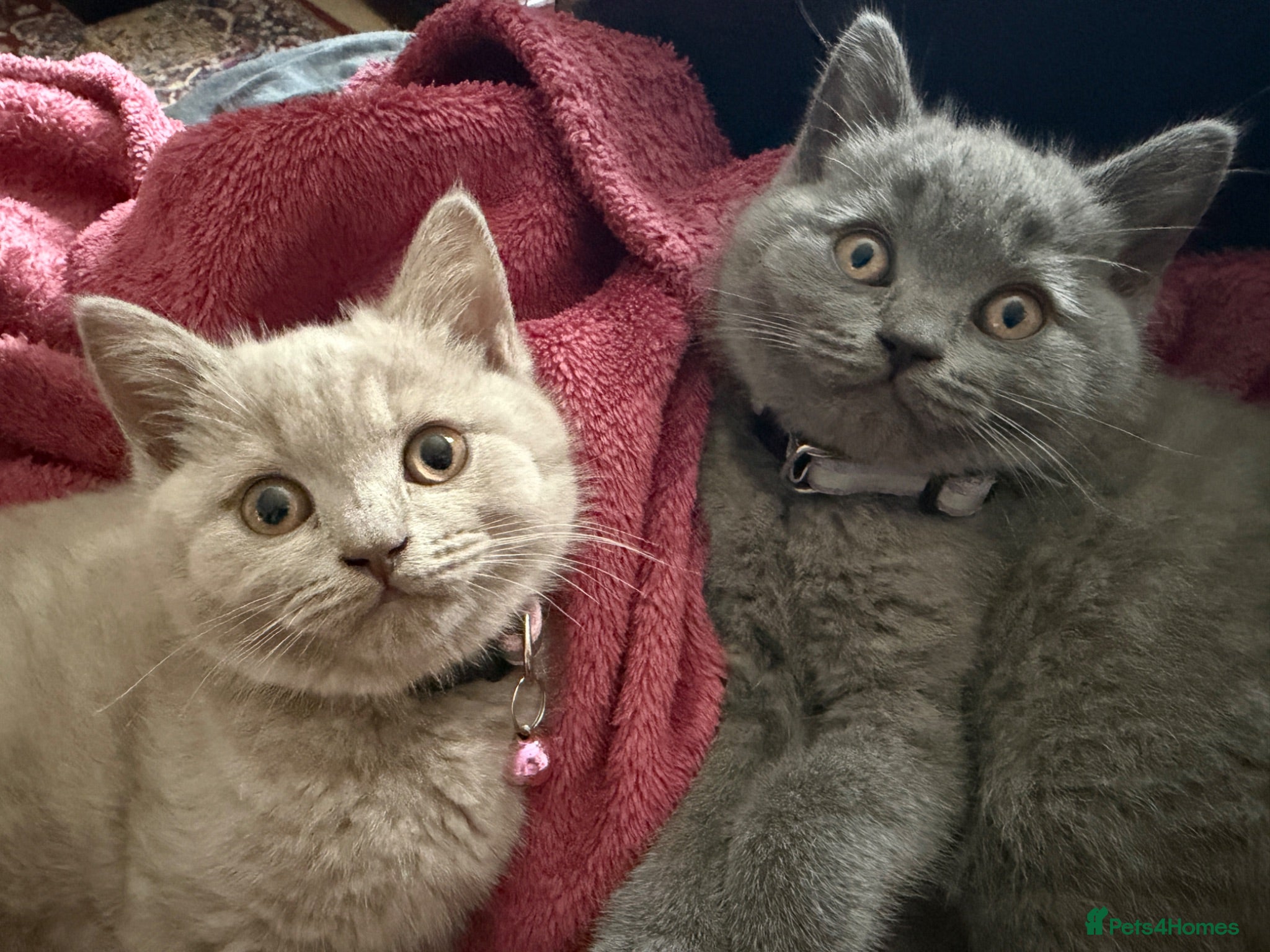 British Shorthair cats Blue and lilac GCCF kittens !  - Advert 1