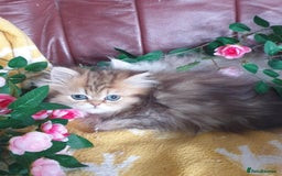 Persian cats for sale: 🌟Beautiful Pedigree Chinchilla Persian Kitten🌟 - Image 12