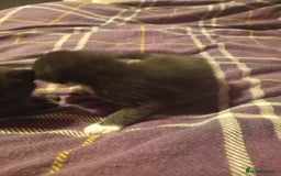Bengal cats for sale: 7 week old kittens  - Image 5