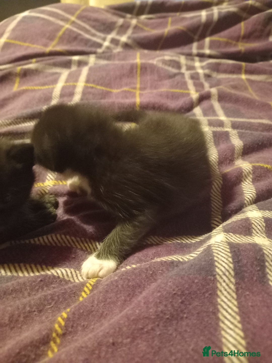 Bengal cats for sale: 7 week old kittens  - Image 5