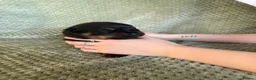 Rottweiler dogs for sale: Outstanding rottweiler puppies - Advert 4
