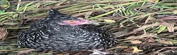Chickens poultry for sale: Marans bantam pullet  - Advert 3