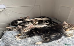 Mixed Breed cats for sale: Stunning tabby kittens  - Image 3