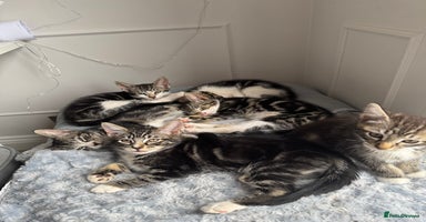 Mixed Breed cats - Advert 15