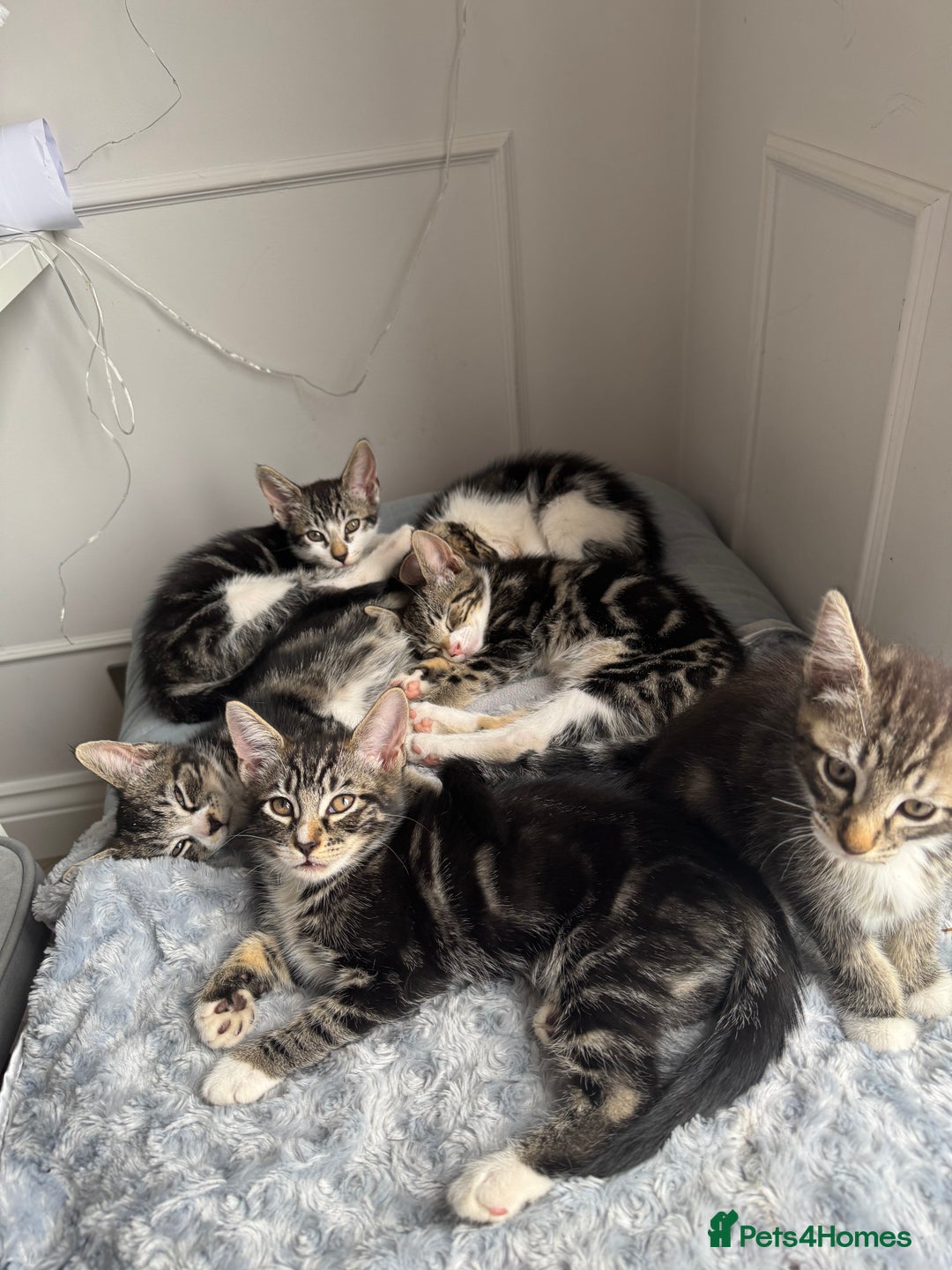 Mixed Breed cats for sale: Stunning tabby kittens  - Image 3