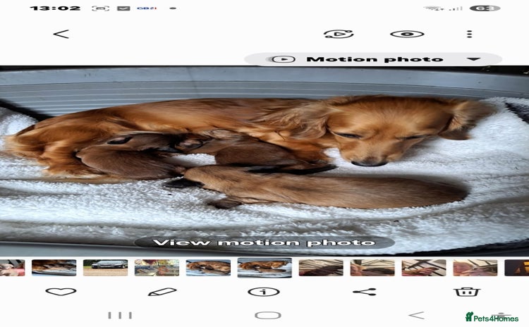 Miniature Dachshund dogs - Advert 2