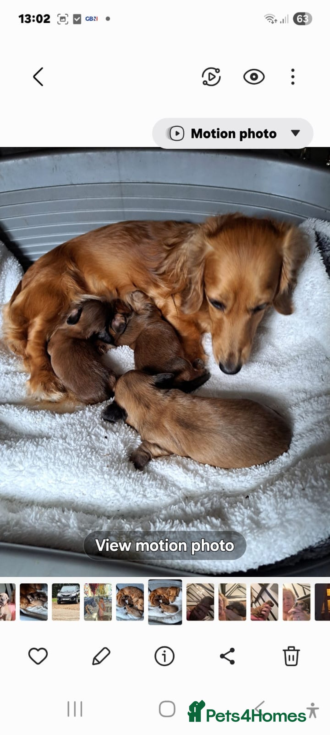 Miniature Dachshund dogs for sale: Stunning Longhair Miniature Dachshund Pups - Image 1