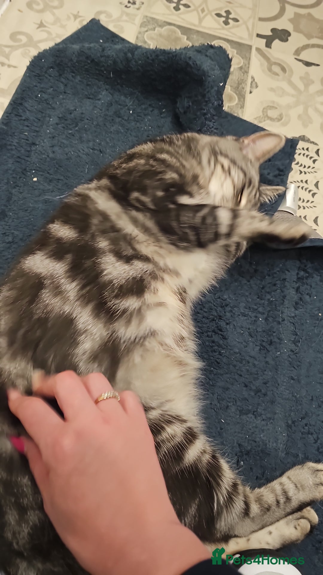 Mixed Breed cats for sale: Loving female needs a forever home - Advert 2