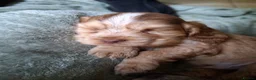 Cocker Spaniel dogs for sale: Beautiful KC Reg Show-Cocker Spaniel puppies  in Doncaster - Advert 14