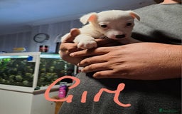 Jack Russell dogs for sale: Jolly Joyful Jack Russells  - Image 25