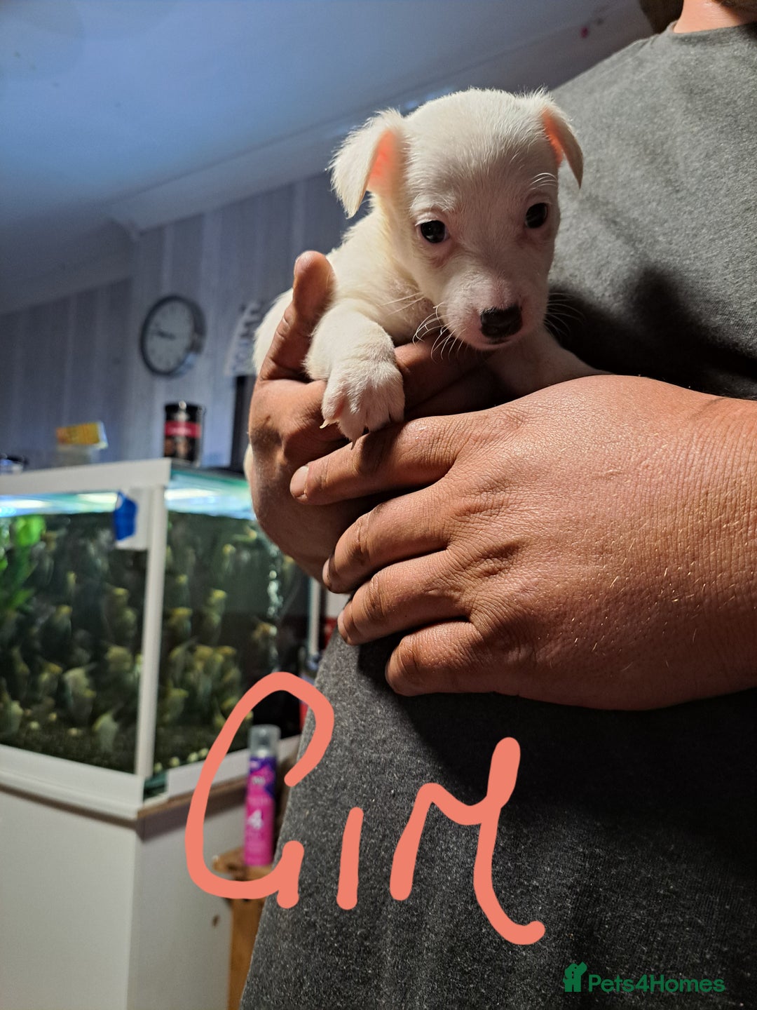 Jack Russell dogs for sale: Jolly Joyful Jack Russells  - Image 25