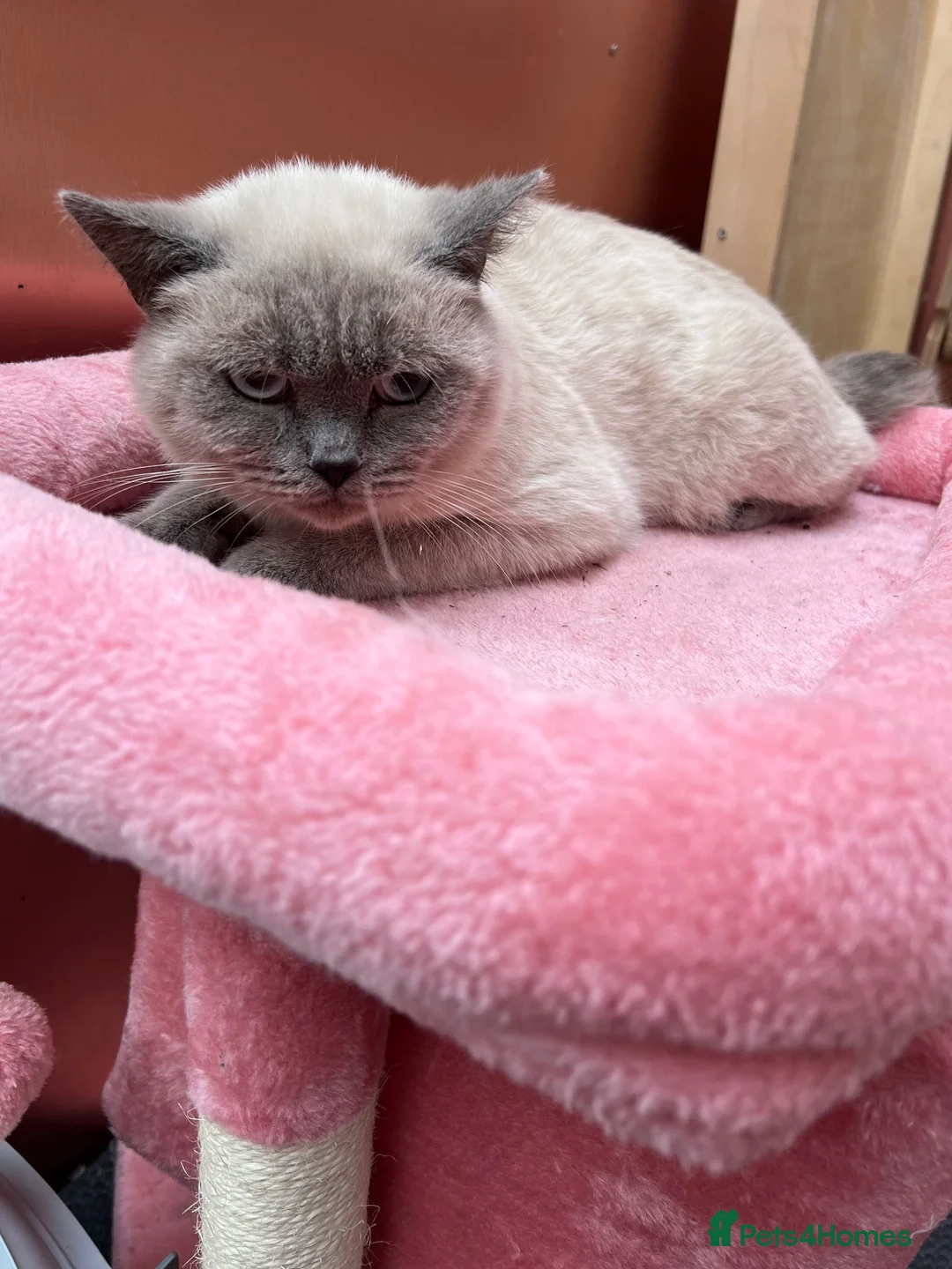 British Shorthair cats for sale: British short hair male for sale  - Advert 2
