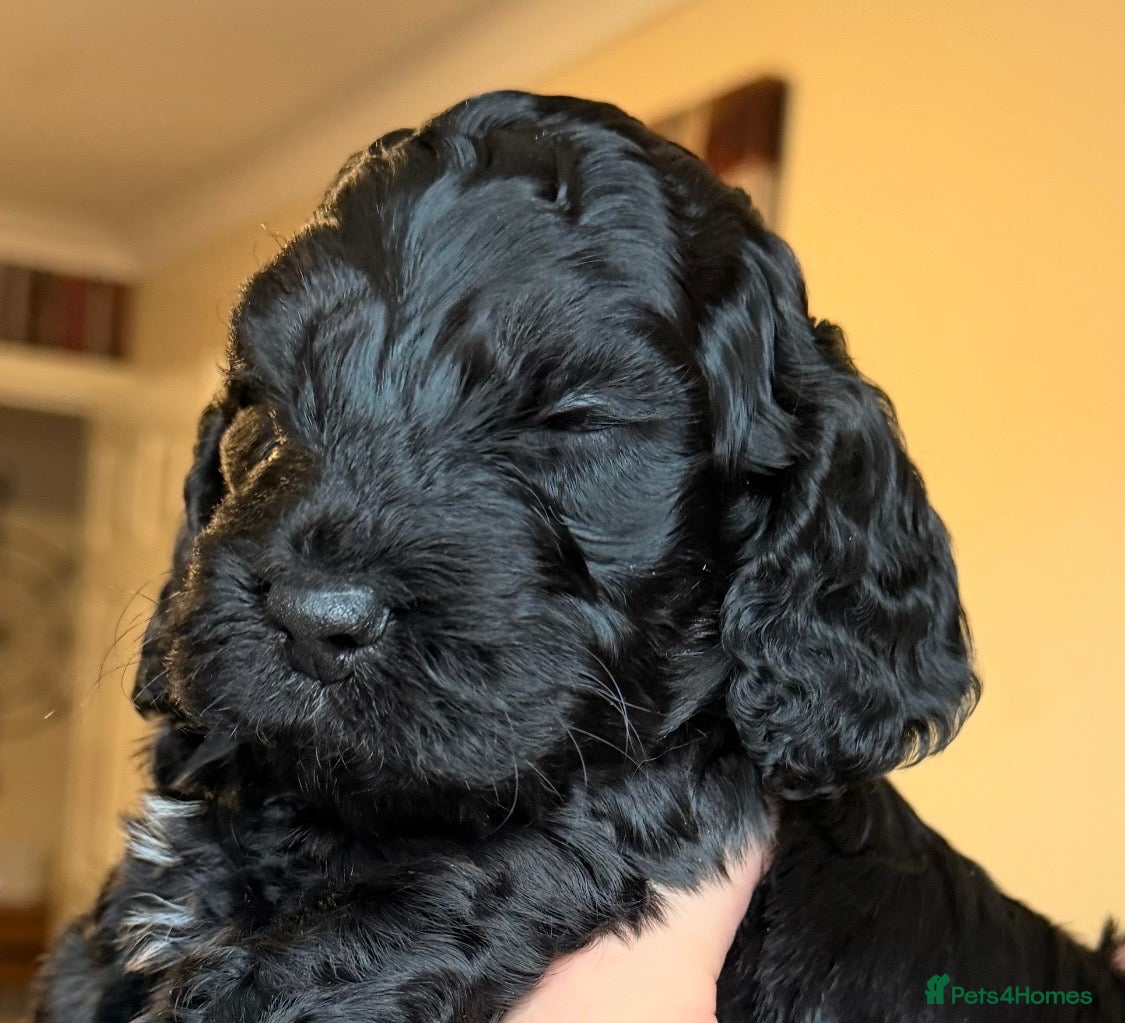 Cockapoo dogs F1 Cockapoo Puppies - Advert 12