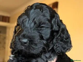 Cockapoo dogs F1 Cockapoo Puppies - Advert 12