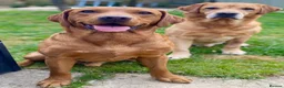 Labrador Retriever dogs for stud: Fox Red Labrador Fully Health Tested KC Registered - Advert 6
