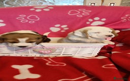 Beagle dogs for sale: Beautiful beagle puppies  - Image 1