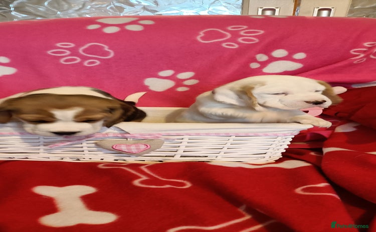 Beagle dogs - Advert 1