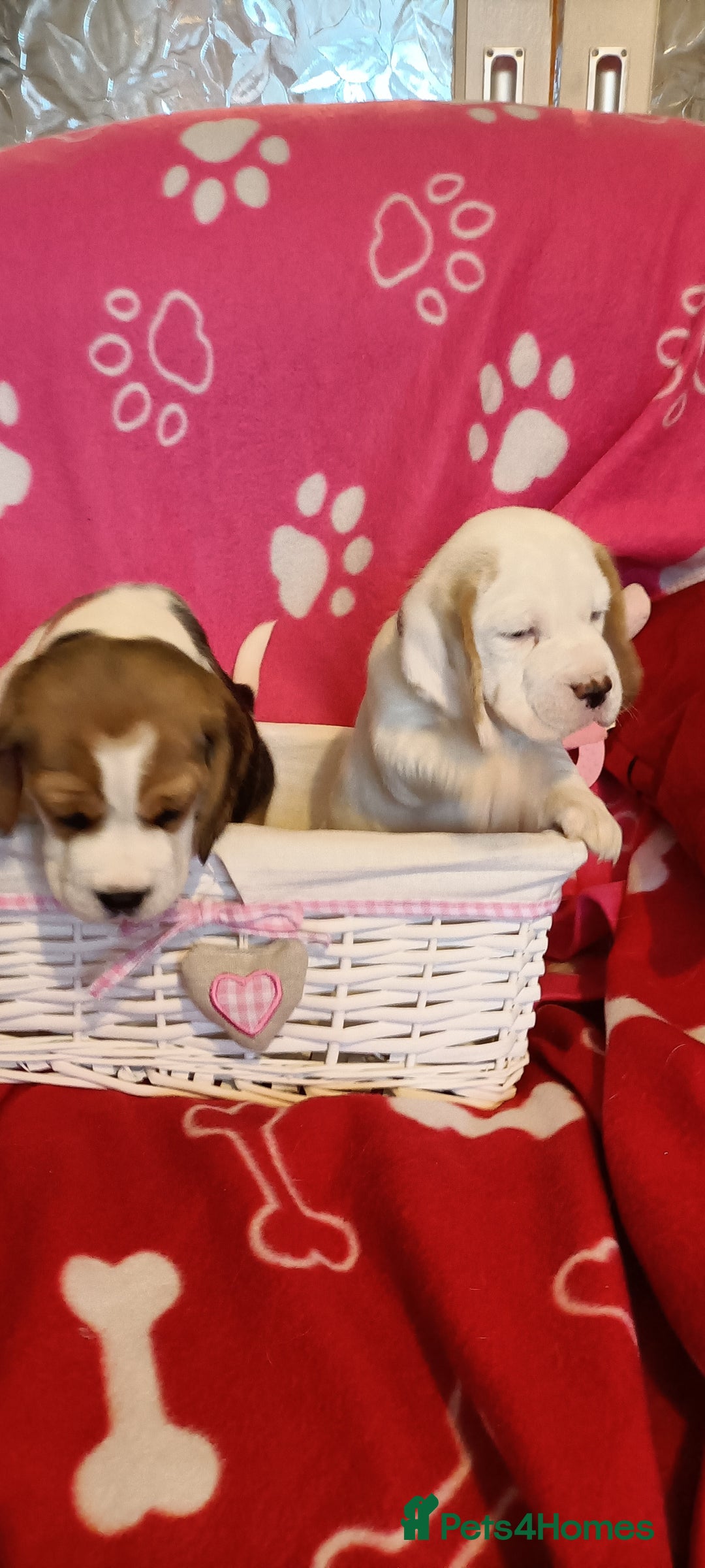 Beagle dogs for sale: Beautiful beagle puppies  - Image 1