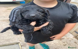 Cockapoo dogs for sale: Cockapoo puppy’s boys/girls - Image 1