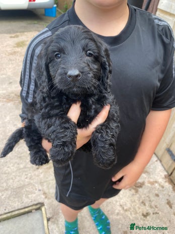 Cockapoo dogs - Advert 2