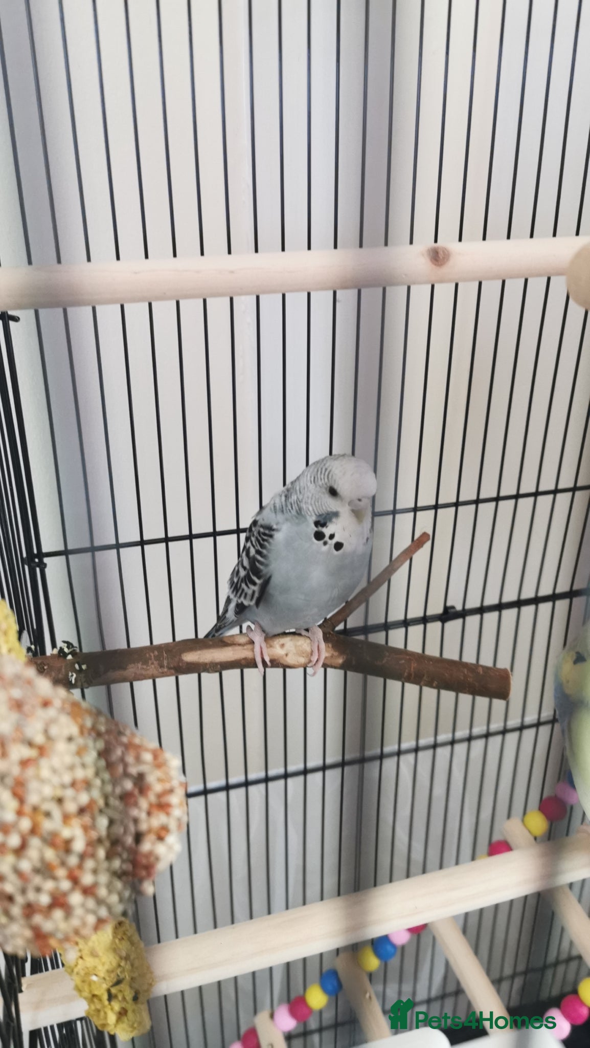 Budgerigars birds Female budgie  - Advert 2