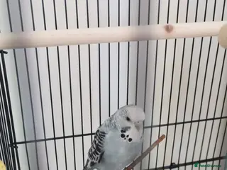 Budgerigars birds Female budgie - Advert 2