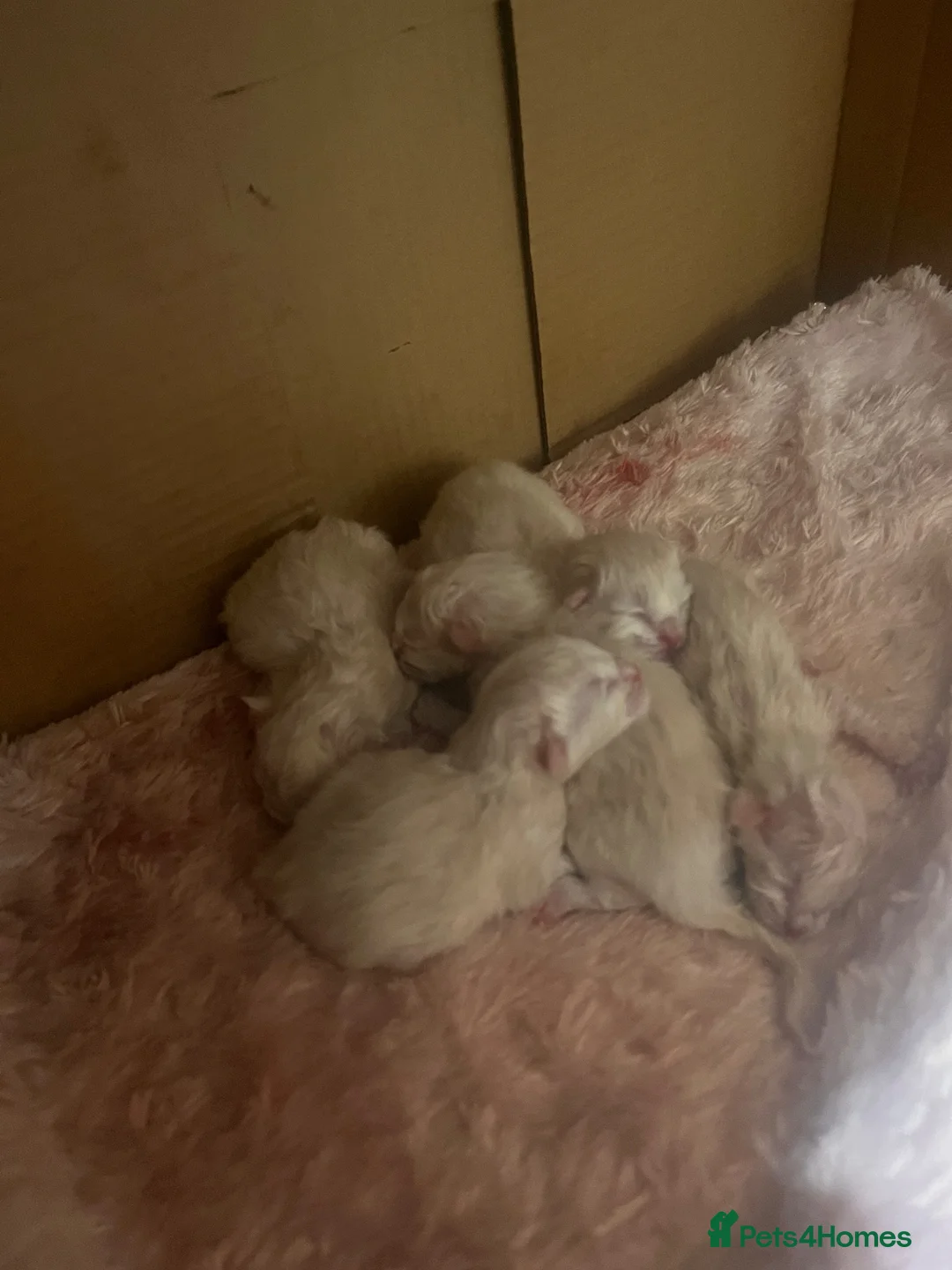Ragdoll cats for sale: Ragdolls  in Ormskirk - Advert 4
