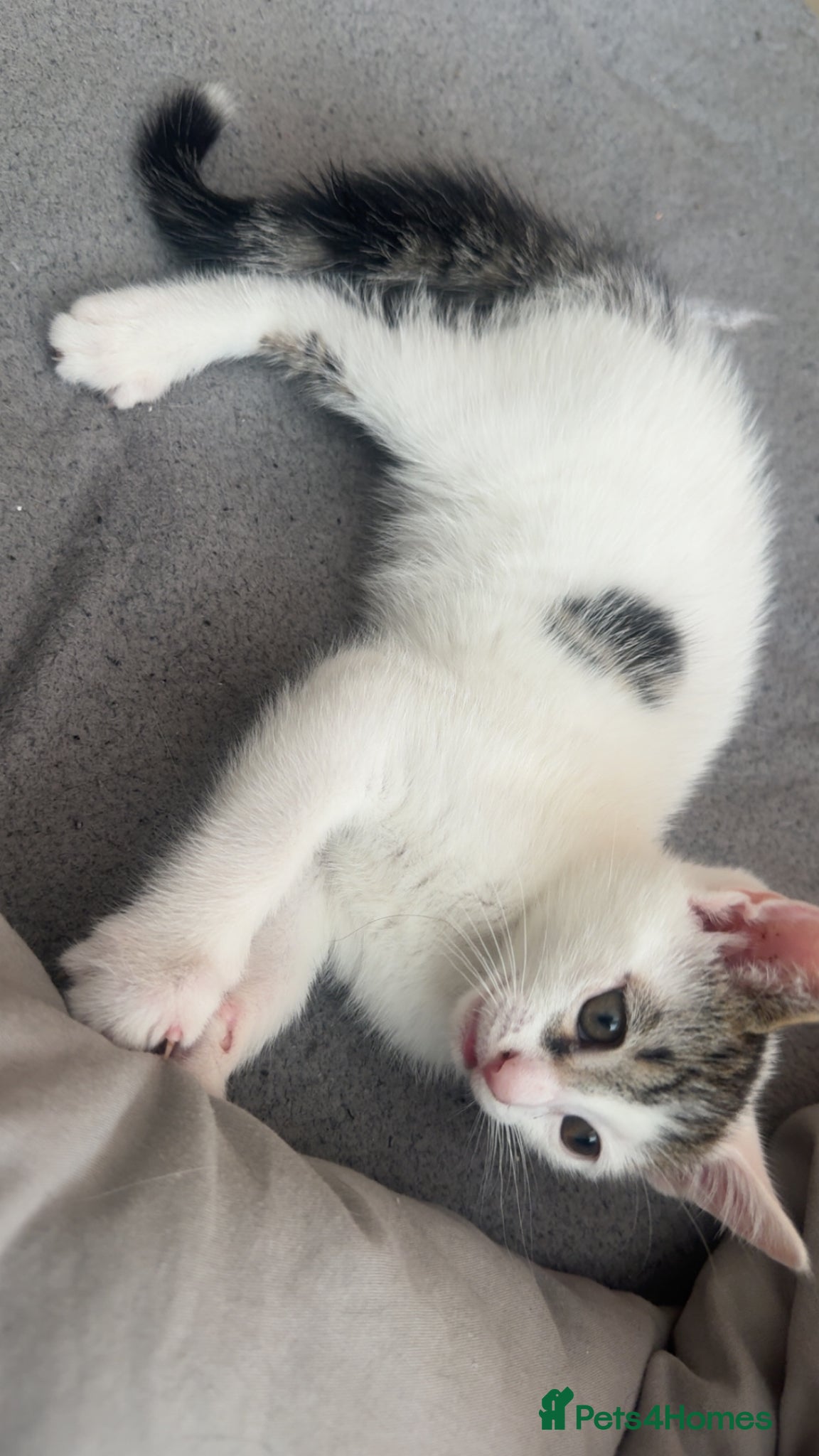 Mixed Breed cats Rescue Boy Kitten & Mummy Cat🐾🤎🤍 - Advert 7