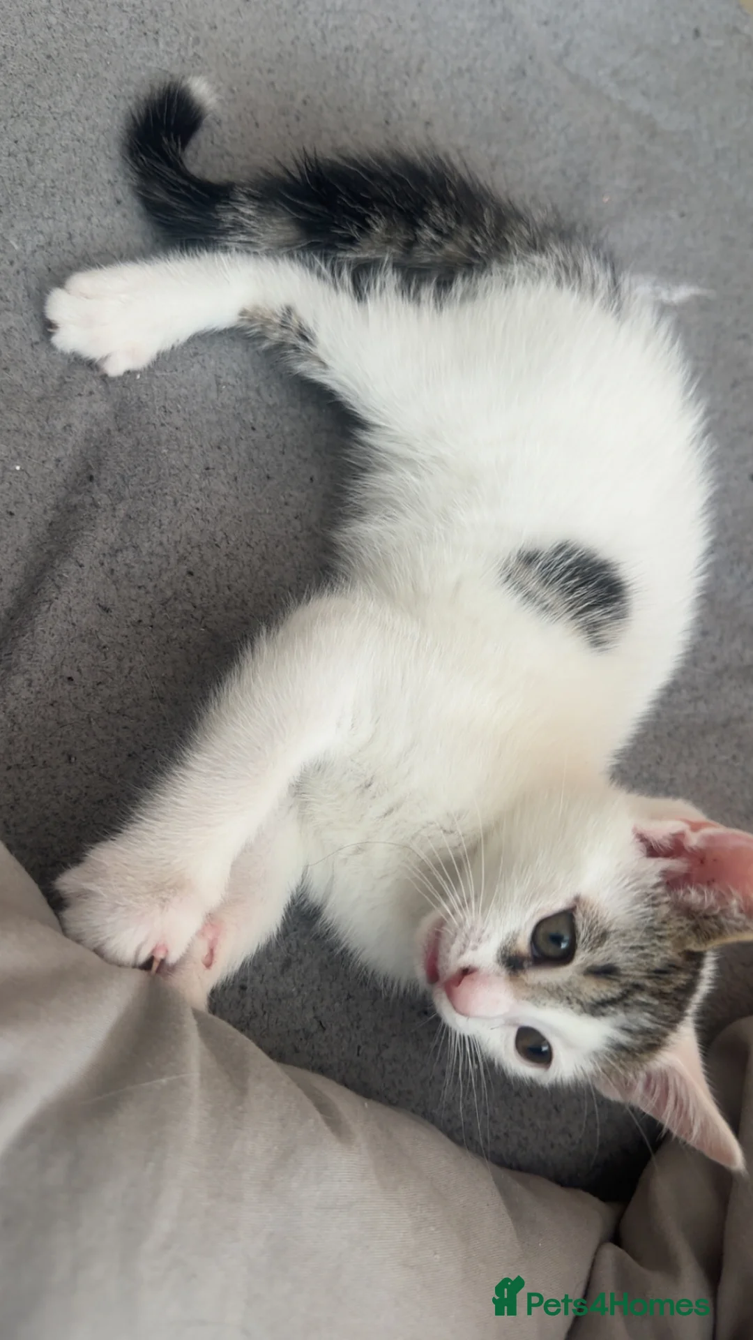 Mixed Breed cats for sale: Rescue Boy Kitten & Mummy Cat🐾🤎🤍 - Advert 1