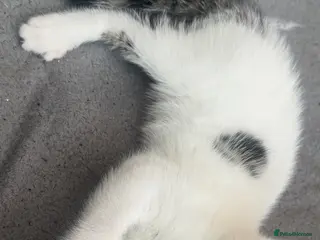 Mixed Breed cats Rescue Boy Kitten & Mummy Cat🐾🤎🤍 - Advert 2