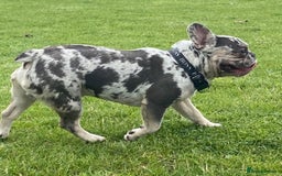French Bulldog dogs for stud: 💎Blue & Tan 🤎 Merle French bulldog stud 🧬🔥 in Manchester - Image 4