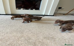 Miniature Dachshund dogs for sale: READY TO LEAVE NOW - Image 3