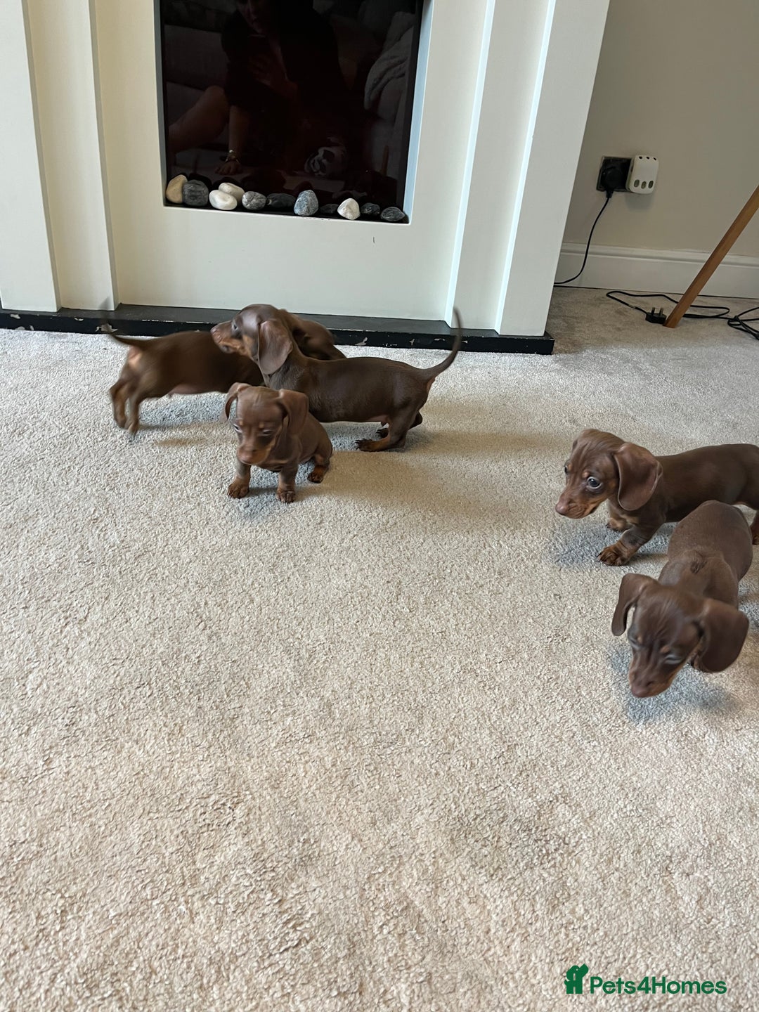 Miniature Dachshund dogs for sale: READY TO LEAVE NOW - Image 3