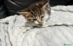 Mixed Breed cats for sale: 🐾 *£30*REDUCED* Kittens for Loving Homes 🐾 - Image 10