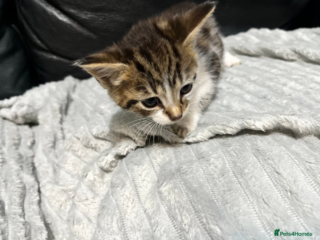 Mixed Breed cats for sale: 🐾 *£30*REDUCED* Kittens for Loving Homes 🐾 - Image 10