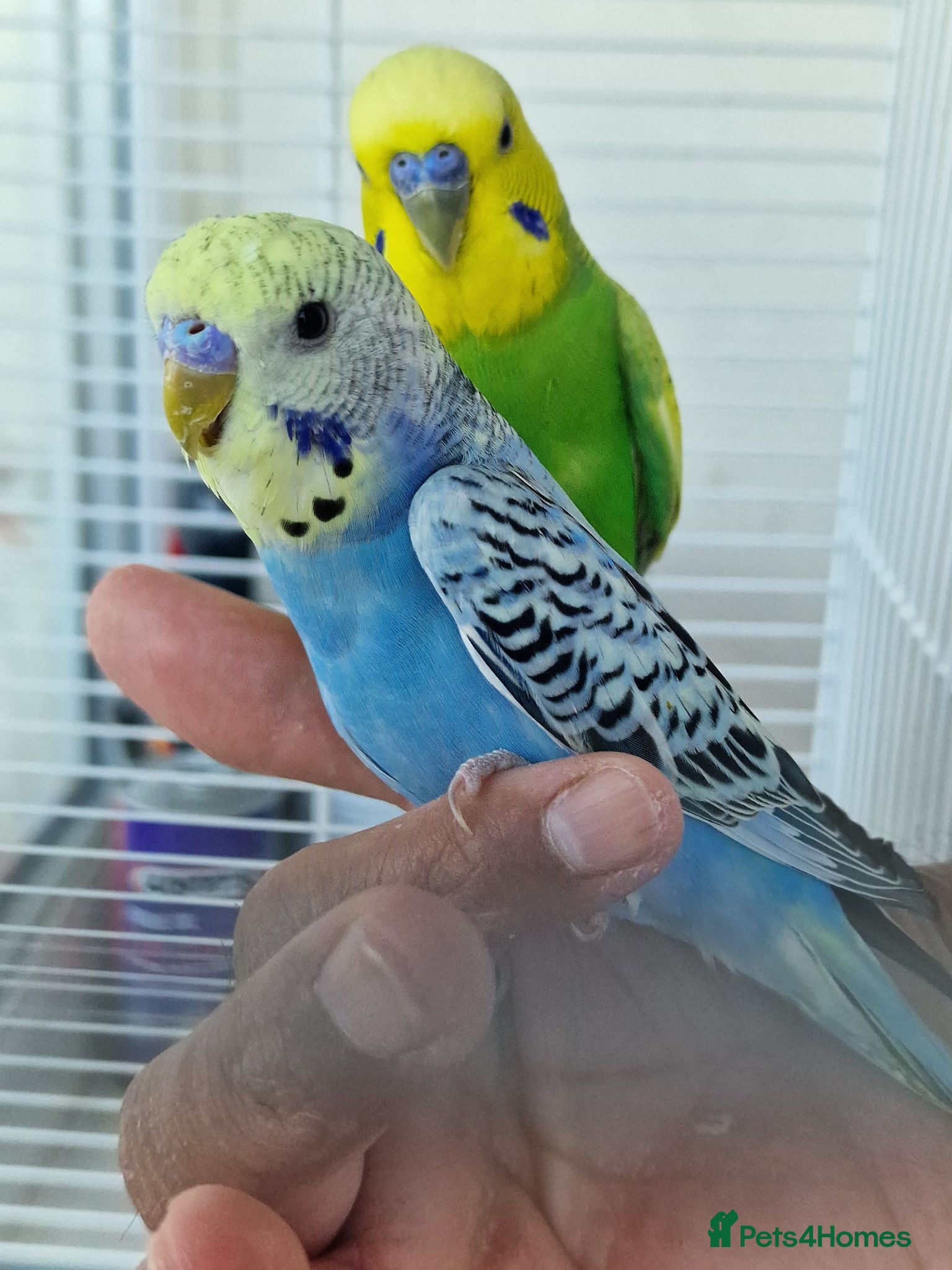 Budgerigars birds Super silly hand tamed baby budgies  - Advert 6