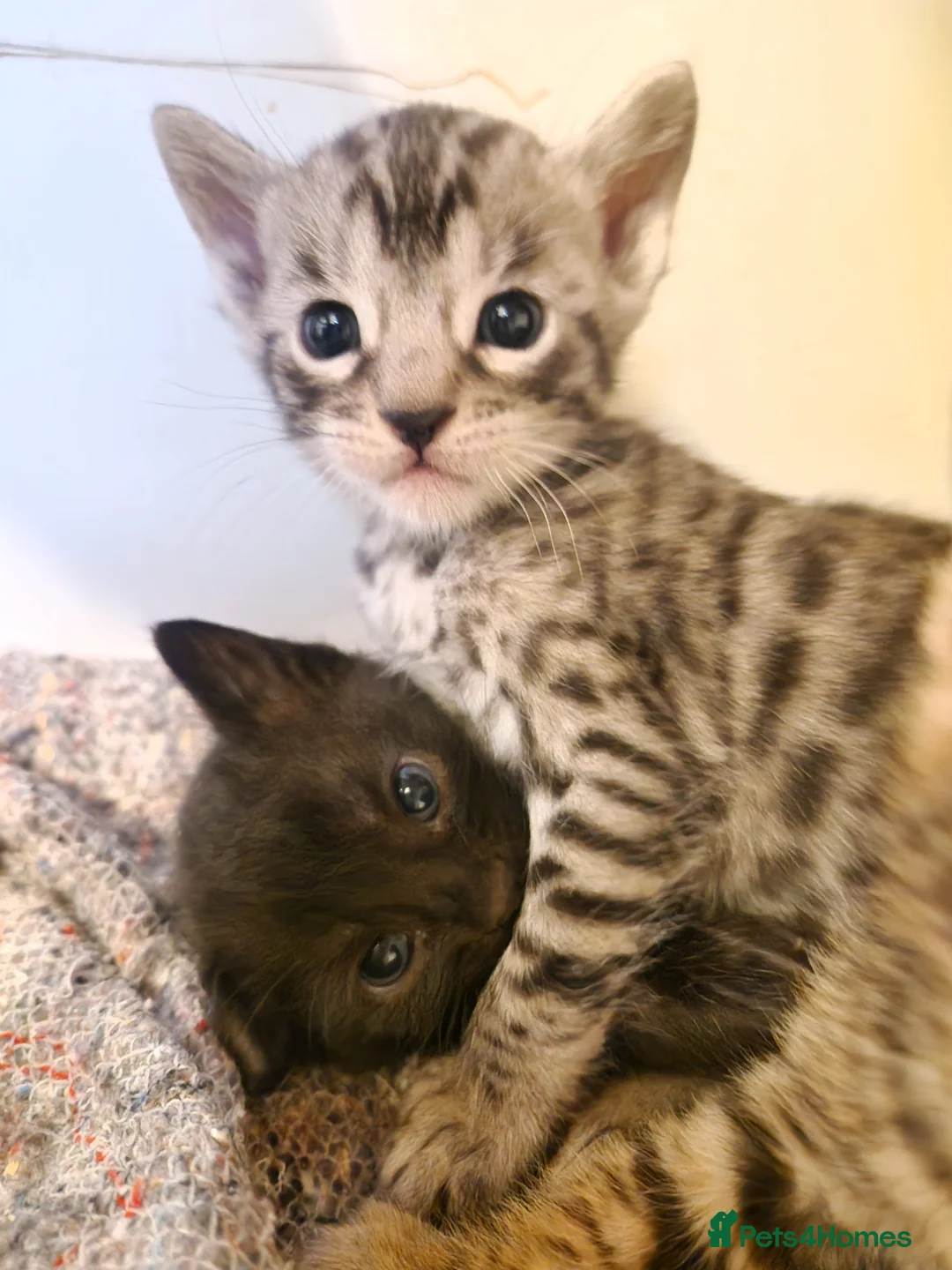 Mixed Breed cats for sale: 7/8ths Bengal, 1/8th Siamese kittens  - Advert 40