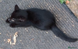 Mixed Breed cats for sale: Stunning kittens for sale  - Image 7