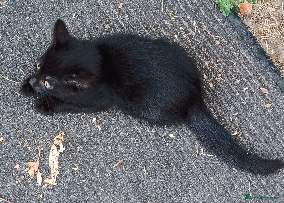 Mixed Breed cats for sale: Stunning kittens for sale  - Image 7