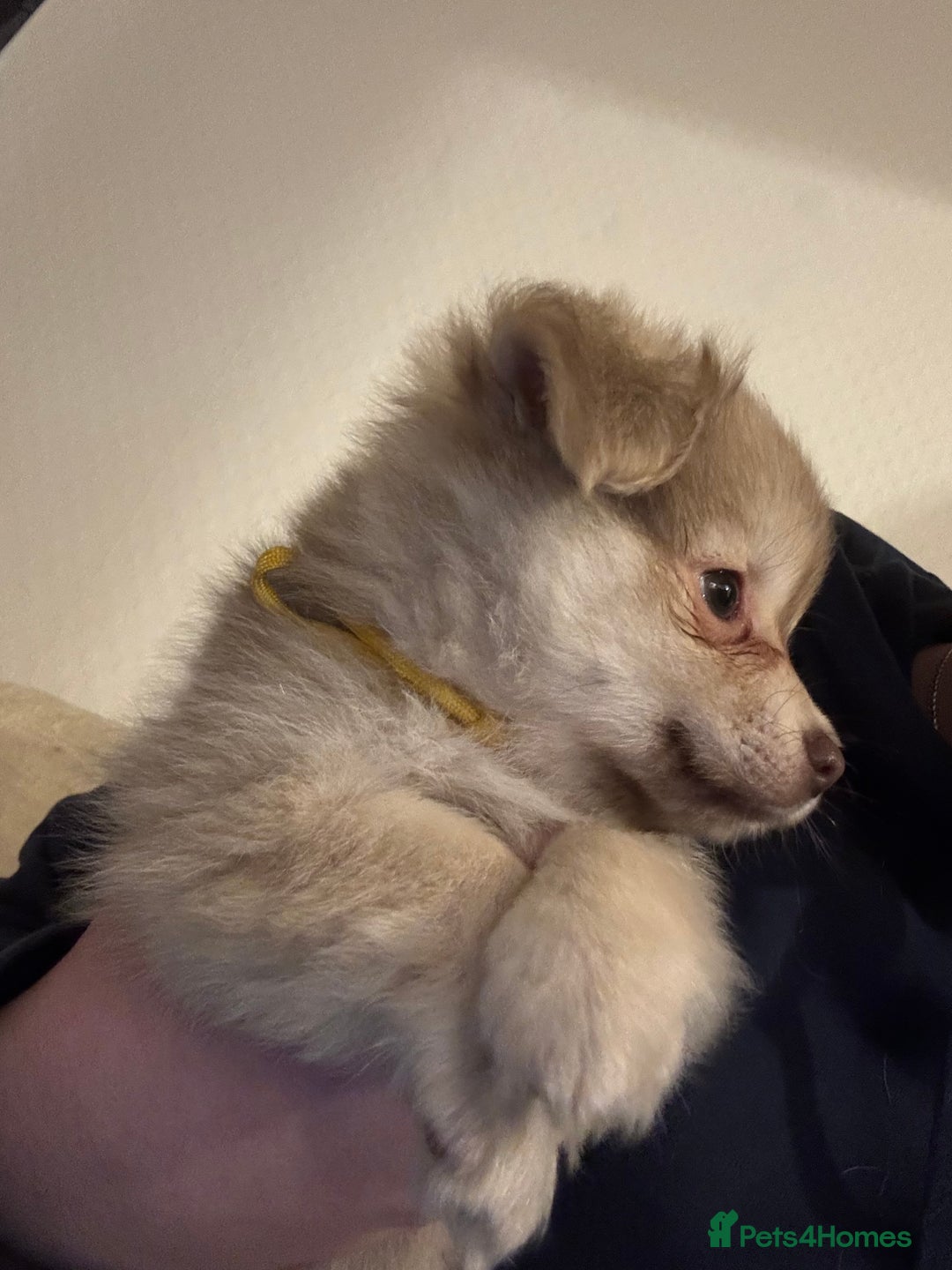 Chiweenie dogs for sale: 6 Beautiful Chiweenie Puppies *Reduced* - Advert 15