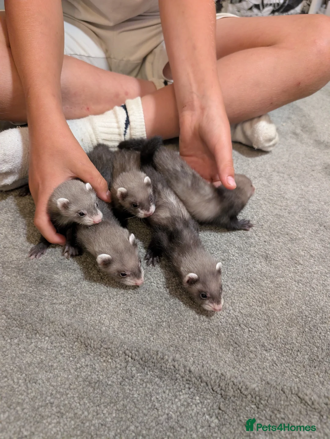 Ferret rodents for sale: Lovely ferret kits in Witney - Advert 2