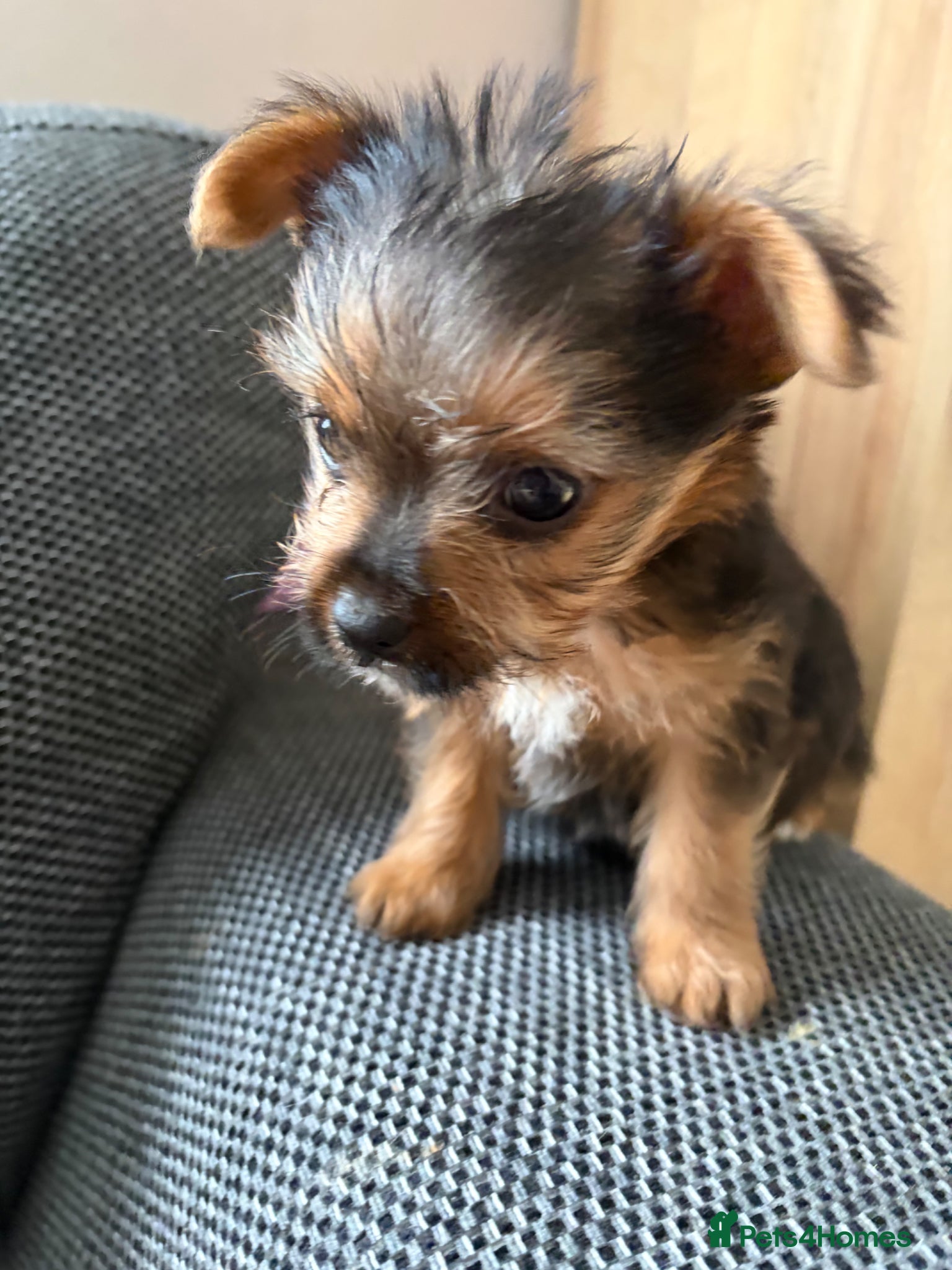 Yorkshire Terrier dogs 4 gorgeous puppies looking for their forever home - Advert 1