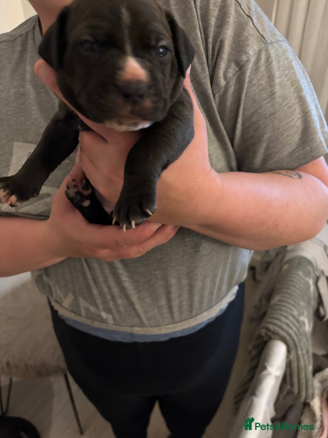 Mixed Breed dogs for sale: Staffie puppy’s  - Advert 5