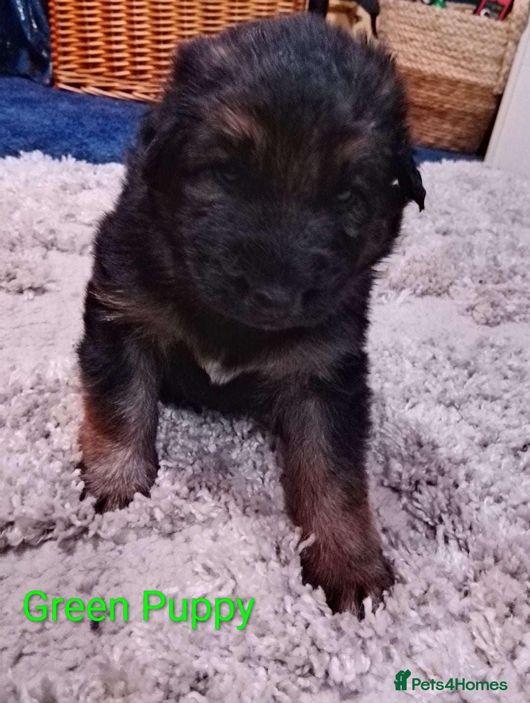 German Shepherd dogs for sale: German Shepherd Puppy's  - Advert 16