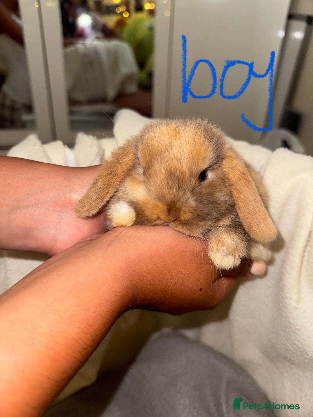 Mini Lop rabbits for sale: 4 gorgeous mini lop bunnies for sale  - Image 12
