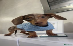 Miniature Dachshund dogs for sale: Pup for sale due to change in job - Image 4