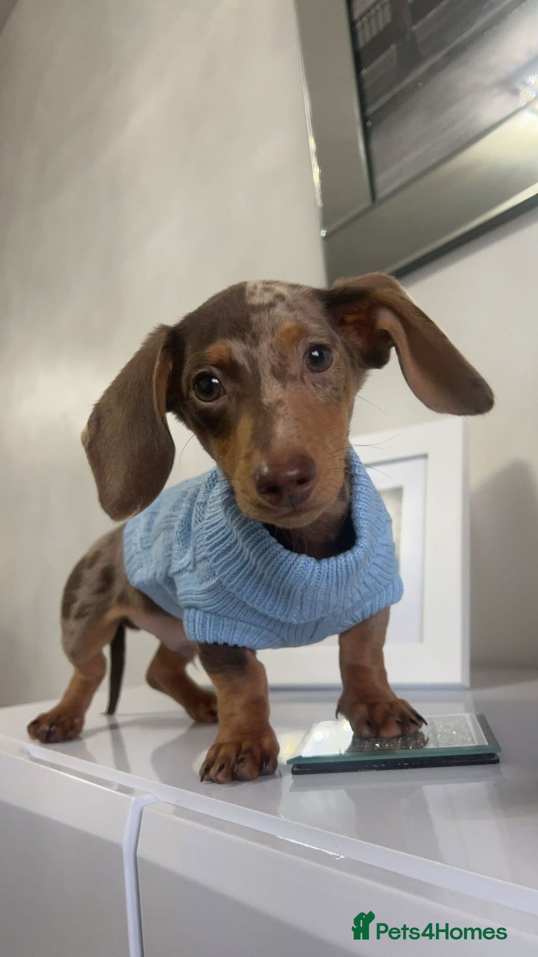 Miniature Dachshund dogs for sale: Pup for sale due to change in job - Image 4