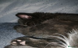 Mixed Breed cats for sale: Kittens - Image 2